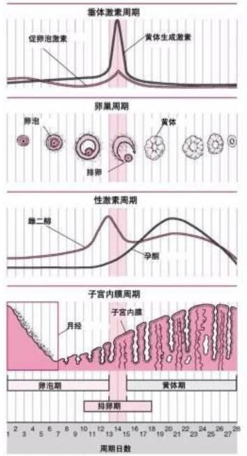 杰特宁试管前的排卵期、黄体期检查