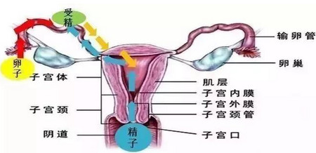 试管婴儿还会得宫外孕？