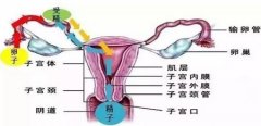 试管婴儿还会得宫外孕？