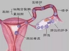 试管婴儿取卵痛不痛？有哪些注意事项？